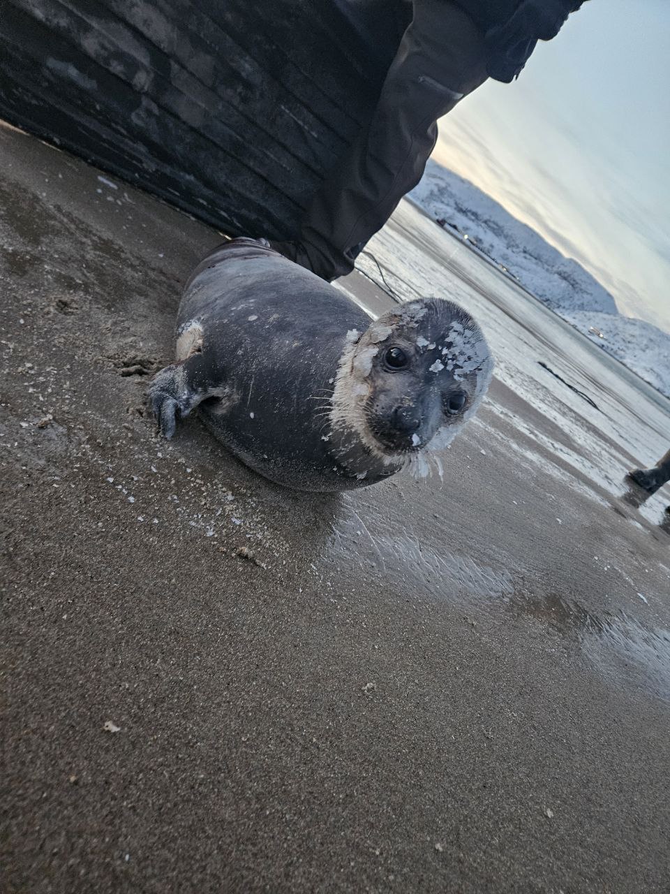 В Териберке неравнодушные северяне спасают тюленя Пока животное пытаются отогреть защитив от ветра и накрывая одеялом Рядом дежурят добровольцы чтобы отогнать собак и смотреть за состоянием тюленя Люди предлагают помощь машинами и руками но пока ожидается группа специалистов Помогает и местный бизнес один из ресторанов организовал для тех кто дежурит на берегу горячий чай и перекус сегодня на побережье морозно и ветрено Между тем Минприроды второй час готовит комментарий по ситуации Фото тгк Киты Териберки