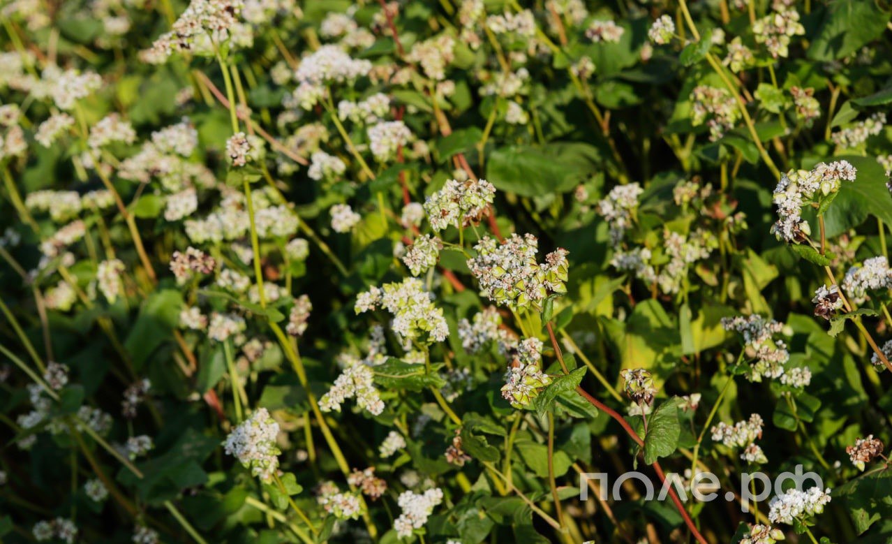 Исторический рекорд по экспорту гречихи установлен с января по ноябрь 2025 года Вывоз составил 64 млн сообщает Федеральный центр Агроэкспорт Как отмечают эксперты по сравнению с аналогичным периодом 2024 года физические объемы отгрузок увеличились на 15 Это позволило обновить исторический максимум предыдущий рекорд был зафиксирован в 2024 году когда экспорт составил 235 тыс тонн Основными импортёрами российской гречихи в натуральном выражении стали Китай Япония и Польша Подробнее Подписывайтесь на нас в Telegram в MAX Оставляйте бусты