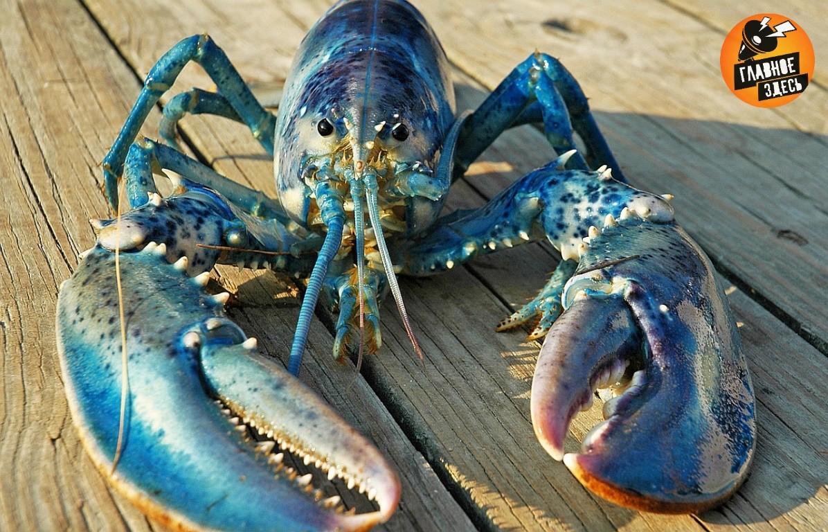 В Британии запретят варку живых омаров лобстеров и других ракообразных Этот метод приготовления пищи признали недопустимым из за его жестокости На очереди у британских поборников прав животных запрет на содержание кур в клетках Главное здесь Подписывайтесь