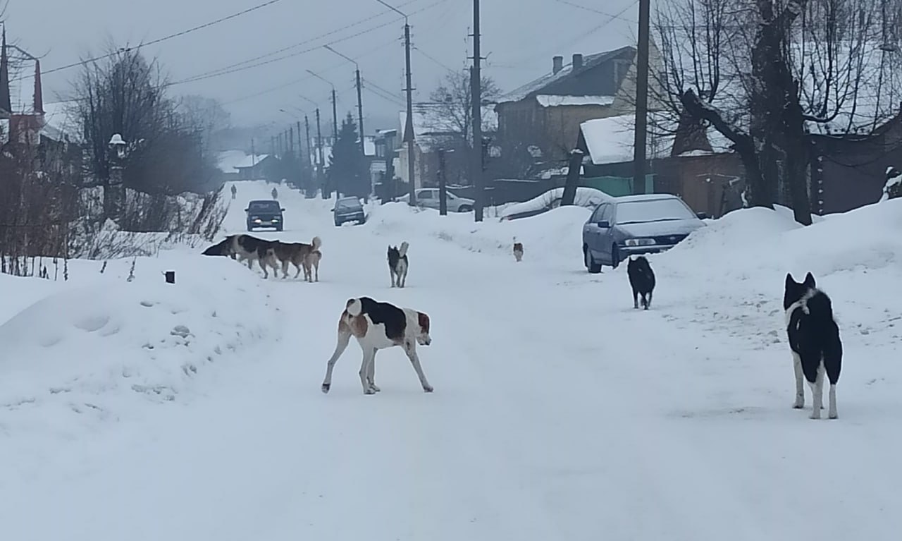 В Кировской области усилят работу по отлову собак  Вчера губернатор Кировской области Александр Соколов потребовал от глав муниципалитетов усилить работу по рейдам и отлову безнадзорных животных.  «Нужно пресекать самовыгул», – заявил Соколов.   Подписаться