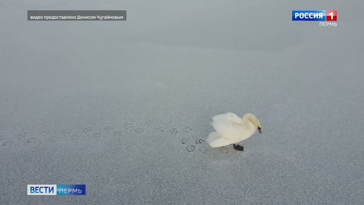 На пруду недалеко от Кочево замечен одинокий лебедь    На льду замерзшего пруда недалеко от села Кочево Коми-Пермяцкого округа замечен одинокий лебедь. Птица, судя по всему, здорова и чувствует себя отлично. Однако местные жители и журналисты, обеспокоенные судьбой лебедя, обратились к зоозащитникам. Им объяснили, что пока тревогу бить рано. У этих пернатых подобные истории случаются в порядке вещей. Вполне вероятно, что лебедь приземлился на пруду, чтобы отдохнуть во время перелета в теплые края. Мороз ему не страшен, лед тоже. Немного погостит и улетит. Кормить его, а тем более нести в теплое помещение категорически нельзя. Если птица ляжет на лёд - признак того, что с ней что-то не так, тогда помощь будет необходима, а пока - только наблюдение.