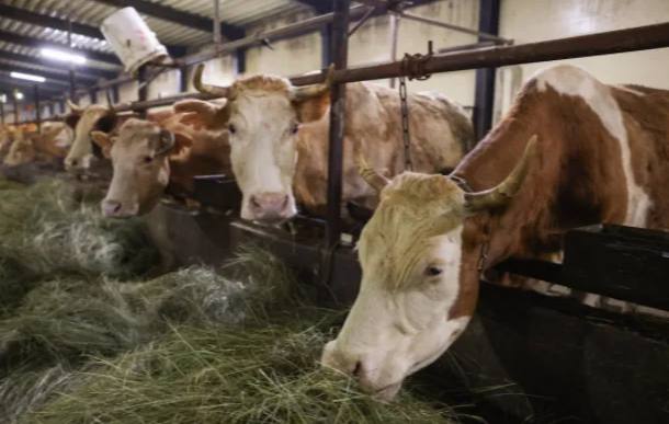 В Якутии зимовка скота и лошадей проходит стабильно По Якутии зимне стойловый период крупного рогатого скота и лошадей проходит удовлетворительно Хозяйства обеспечены кормами Остаток кормов согласно оперативным данным улусов составляет сена 332 8 тысяч тонн 75 силоса 21 7 тысяч тонн 71 сенажа 10 8 тысяч тонн 73 4 На зимовку было выделено всего 458 939 тонн кормов в том числе сена 413 438 тонн силоса 30718 тонн сенажа 14783 тонн На 25 декабря численность поголовья крупного рогатого скота во всех категориях хозяйств составляла более 152 5 тысяч голов в том числе коров 64 7 тысяч Отелилось более 54 1 тысяч коров Численность поголовья лошадей более 174 6 тысяч голов в том числе кобыл более 115 1 тысяч Всего получено более 68 7 тысяч жеребят На подкормку поставлено более 8 тысяч лошадей единаяроссия сахасирэ ольгабалабкина мыработаем россия якутия арктика экология арктическаяякутия сельскоехозяйство Подписывайтесь на канал   t me balabkinaov