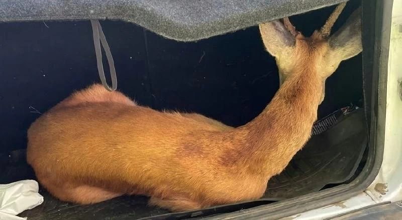 В челябинском детском лагере спасли косулю В Челябинске спасли косулю, забежавшую в детский лагерь «Березка» вблизи Каштакского бора, - лесная красавица-гостья не сумела самостоятельно выбраться за пределы огороженной территории. ПОДРОБНЕЕ URALPRESS.RU
