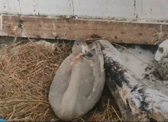 Худой и голодный раненого лебеденка спасли на Дальнем Востоке После того как птица успокоится специалисты проведут полное обследование Читать подробнее на сайте