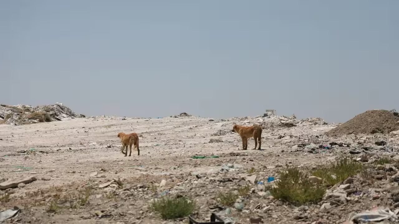 В Узбекистане прекращена деятельность 42 полигонов по сбору бытовых отходов Закрытие полигонов позволило восстановить около 90 гектаров земель и вернуть их природе   uznews uz ru news 104537 uznews