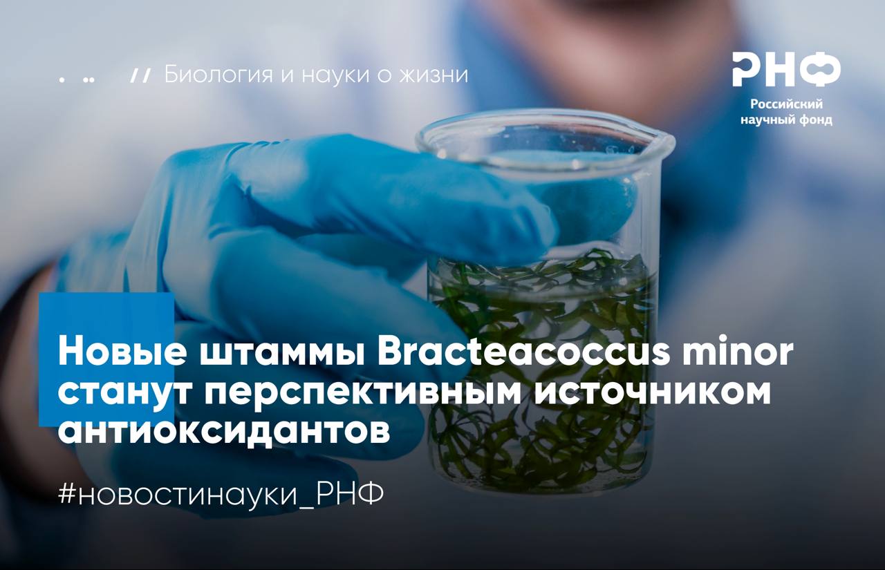 Ученые из Мелитопольского государственного университета и Института физиологии растений имени К А Тимирязева обнаружили у двух штаммов микроводоросли Bracteacoccus minor высокий потенциал для получения природных антиоксидантов Один штамм преимущественно накапливает витамин Е каротиноиды и омега 6 жирные кислоты другой витамин А и омега 3 Исследование выполнено при поддержке Российского научного фонда Чтобы оценить биотехнологические возможности Bracteacoccus minor ученые выделили два природных штамма MZ Ch31 Мелитополь и MZ Ch39 Воронежская область После трехнедельного культивирования определили спектр низкомолекулярных антиоксидантов и активность ключевых ферментов каталазы и глутатионпероксидазы Анализ показал что MZ Ch31 накапливал в 4 6 раза больше витамина Е и в 3 2 раза больше каротиноидов а уровень α токоферола был на 73 выше чем у ранее известных высокопродуктивных культур MZ Ch39 напротив содержал почти в 17 раз больше витамина А и демонстрировал более эффективную ферментативную защиту концентрация продуктов перекисного окисления липидов была в 2 1 раза ниже Таким образом два штамма по разному реализовывали антиоксидантную защиту У MZ Ch31 она осуществлялась преимущественно за счет низкомолекулярных антиоксидантов У MZ Ch39 преимущественно работали антиоксидантные ферменты разрушающие токсичные для мембран соединения Авторы предположили что эти различия связаны с адаптацией штаммов к специфическим факторам среды Современное общество все острее ощущает проблему дефицита биологически активных соединений природного происхождения которые будут основой продуктов питания кормов фармакологических и косметических препаратов нового поколения Источником таких соединений как свидетельствуют многочисленные исследования могут быть микроводоросли Поэтому интерес к их изучению неуклонно растет Исследованные зеленые микроводоросли показали высокий биотехнологический потенциал Они могут служить ценным ресурсом для получения витамина Е и А а также антиоксидантных ферментов В дальнейшем мы планируем расширить наши исследования изучить способность других видов микроводорослей производить антиоксидантные соединения особенно видов которые живут в экстремальных местообитаниях и очевидно обладают высокоэффективными системами защиты клеток от неблагоприятных воздействий рассказывает руководитель проекта поддержанного грантом РНФ Ирина Мальцева доктор биологических наук профессор декан факультета естественных наук МелГУ Результаты опубликованы в International Journal of Molecular Science Подробнее в материале InScience РНФ Телеграм ВКонтакте MAX новостинауки РНФ биология
