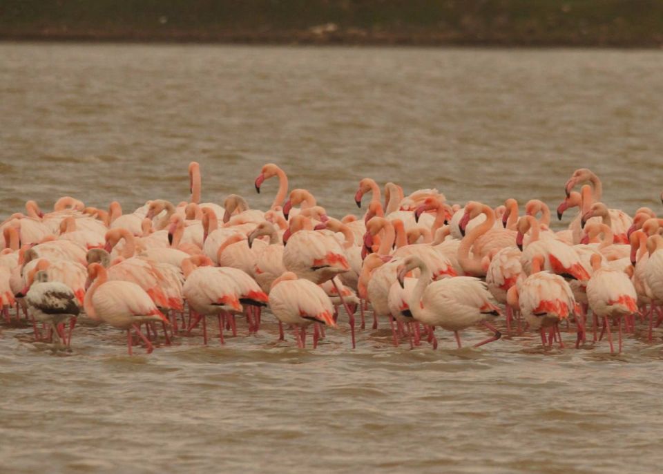 В Крым прилетела стая розовых фламинго Утром 12 января сотрудник научного отдела ФГБУ Заповедный Крым Игорь Сикорский зафиксировал стаю взрослых фламинго численностью около 150 особей и 12 молодых птиц Об этом сообщили в пресс службе учреждения Пернатые остановились у озера Аджиголь Стаю с приблизительно таким же количеством птиц также видели в Новороссийске Керчи и на Арабатской стрелке отметили в Заповедном Крыму В ГПЗ Опукский и ГПЗ Лебяжьи острова эти невероятно красивые птицы также фиксируются на пролёте Температура воздуха в месте фиксации 12 января в 7 00 утра составляла 6 C что по сравнению со вчерашним днём ниже на 13 градусов Тем не менее фламинго чувствуют себя хорошо разыскивают рачков артемий и личинок комаров звонцов Подробнее