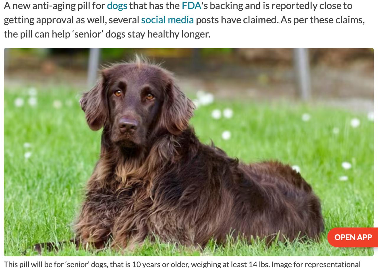 Собакам продлят жизнь FDA одобрила препарат который продляет здоровую жизнь мокроносым Стартап Loyal выпустил препарат который снижает вероятность возрастных заболеваний Таблетки предназначены для пород тяжелее 6 кг и старше 10 лет так что к жизни пёселей добавится ещё плюс 3 года Ожидаемая цена препарата 8 000 рублей в месяц В продажу планируют запустить уже в следующем году Обрадуйте Басю