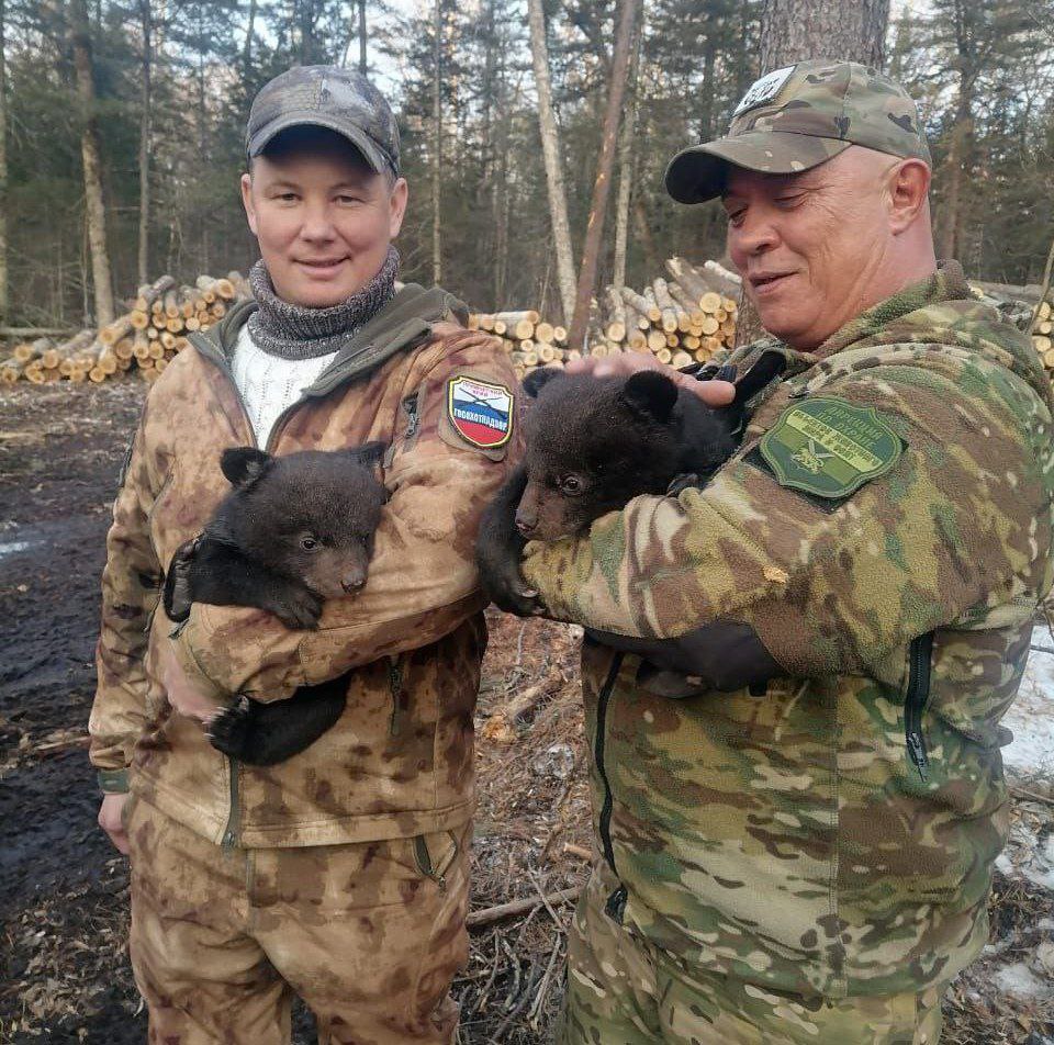 Двух медвежат, оставшихся сиротами, спасают в Приморье  Сотрудники госохотнадзора и КГБУ «Дирекция по охране объектов животного мира ООПТ» на лесосеке Пожарского района обнаружили двух медвежат гималайского медведя и доставили их в центр реабилитации диких животных «Центр «Тигр» в поселке Алексеевка.   Животные находятся в удовлетворительном состоянии, их вес составляет 3,365 и 3,515 кг. В таком возрасте медвежата требуют круглосуточного ухода — они едят каждые 4 часа и много спят.  Весной особенно часто встречаются осиротевшие медвежата. Они лишаются матери по различным причинам, одной из которых является незаконная охота.   Специалисты реабилитационного центра заботятся о малышах, обеспечивая им необходимые условия содержания, чтобы в будущем вернуть их в естественную среду обитания.