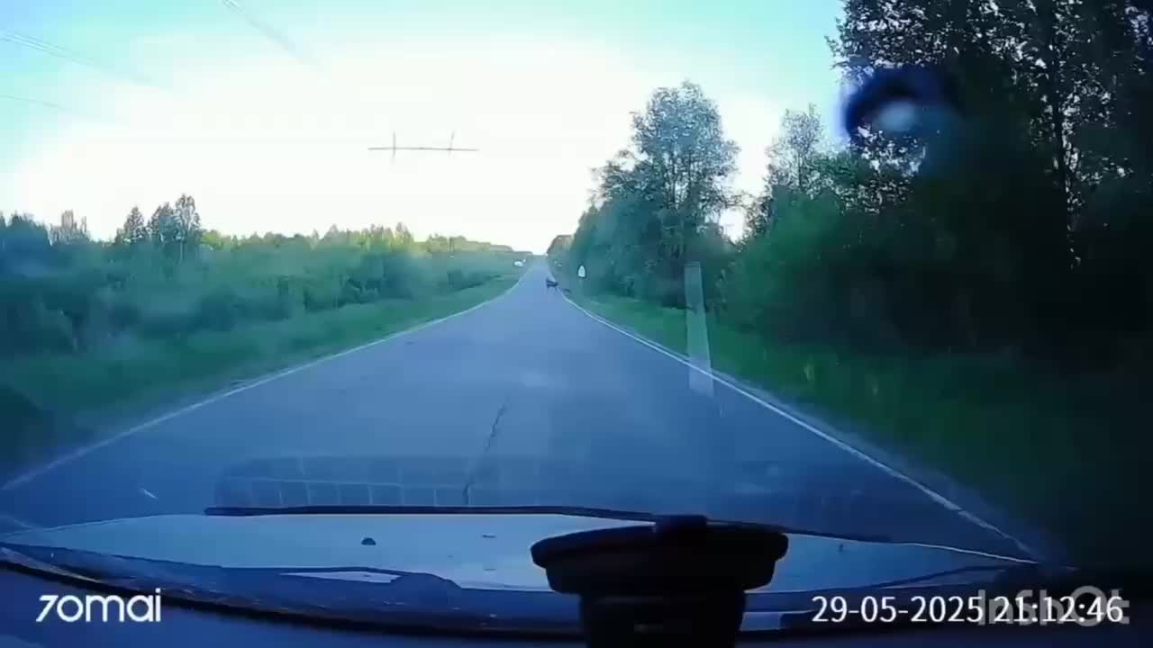 Серия ДТП с лосями в Подмосковье и Пермском крае