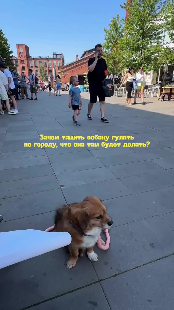 Питерский бренд запускает поводки для собак в виде сосисок