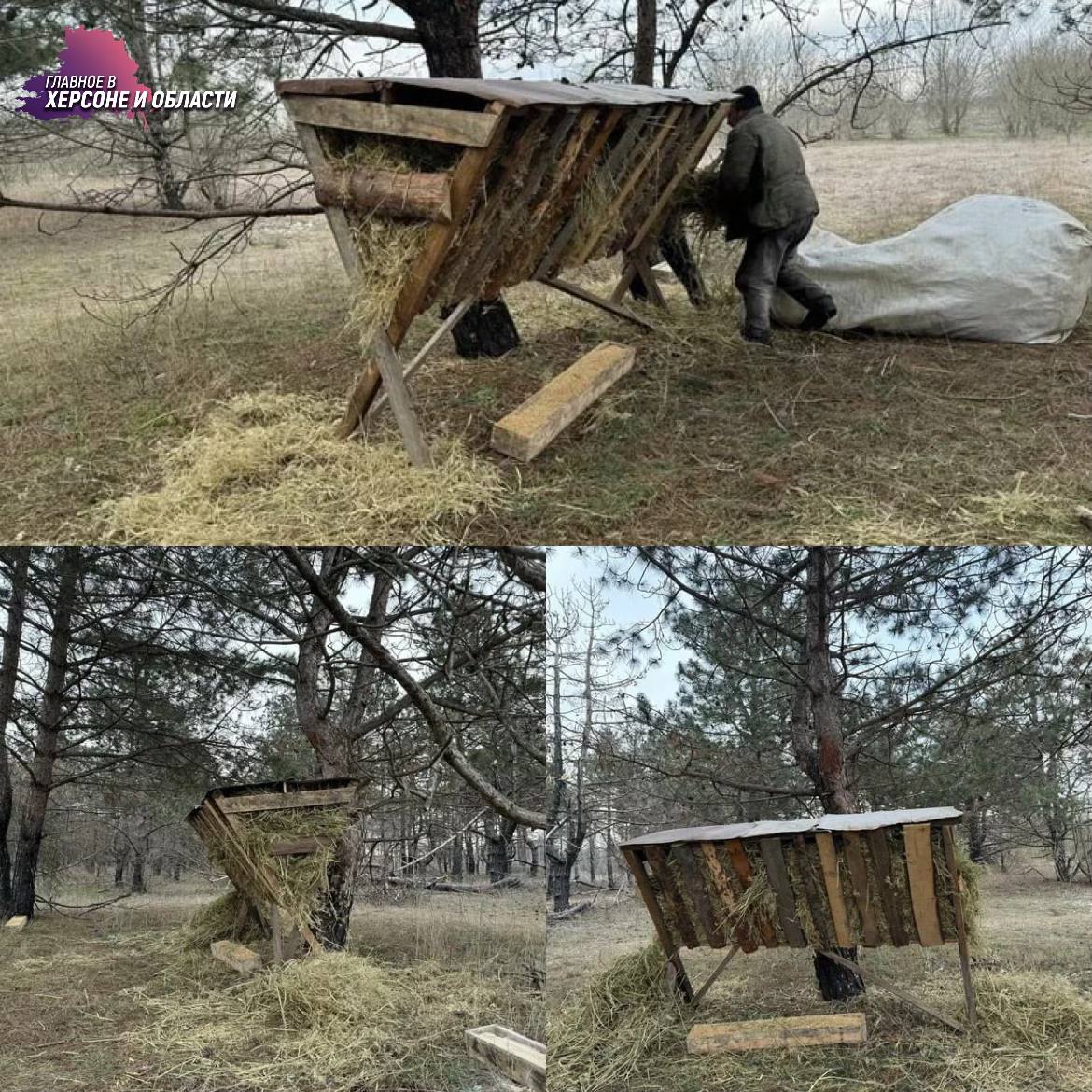 Сотрудники Голопристанского лесничества подкармливают диких лесных животных  Для обеспечения животных кормом заготавливаются и выкладываются сено, зерно, соль-лизунец и веточный корм. Особое внимание уделяется косулям, кабанам, зайцам и другим видам, обитающим на территории лесоохотничьего хозяйства. Подкормка осуществляется на специально оборудованных площадках и кормушках, расположенных в местах обитания животных. Регулярно сотрудники проводят мониторинг посещаемости кормушек, что помогает корректировать объемы и виды кормов.  Подобные мероприятия способствуют повышению устойчивости популяции диких животных к неблагоприятным факторам окружающей среды. Также подкормка снижает ущерб сельскохозяйственным угодьям, предотвращая выход животных на поля в поисках пропитания. Эффективные кормушки являются важным элементом сохранения биоразнообразия округа.