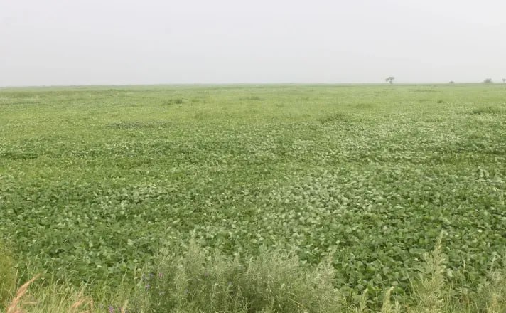 Колорадский жук может появиться в Амурской области в 2025 году  В Амурской области в 2025 году может появиться колорадский жук, который угрожает урожаю картофеля, говорится в сообщении Россельхозцентра по Амурской области.   С каждым годом ареал колорадского жука увеличивается. В текущем году не исключена вероятность появления вредителя на территории Амурской области, сказано в сообщении.    Отмечается, что среди других вредителей колорадский жук занимает исключительное положение не только из-за своей вредоносности, но и в силу своих биологических особенностей. Колорадский жук быстро распространяется по территории России благодаря экологической пластичности и необычайно широким адаптивным способностям.   Россельхозцентр отмечает, что владельцам личных подсобных хозяйств, сельхозтоваропроизводителям и дачникам нужно регулярно проводить обследования посадок картофеля.   К мерам борьбы с колорадским жуком относится обработка растений системными инсектицидами. Жуков и их личинки обычно собирают на небольших участках вручную и истребляют, отметили в филиале ФГБУ «Россельхозцентр» по Амурской области.   С жуком бороться не просто, при обнаружении вредителя амурчанам советуют провести обработку посадок картофеля инсектицидами, а также немедленно обратиться к специалистам.   ТЕЛЕПОРТ.РФ – здесь все об Амурской области  Написать нам