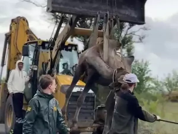В Южном парке птиц «Малинки» верблюда Тошу перевезли в новый вольер на экскаваторе. Почти 500-килограммовое животное наотрез отказалось идти на новую просторную площадку к трем самкам. После успешно выполненной операции по перевозке Тоше понравился новый вольер.