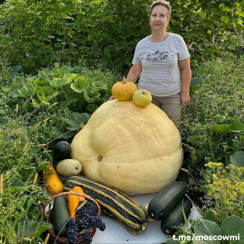 Более чем 200-килограммовую тыкву вырастила дачница из подмосковного Можайска.   Она назвала её «Валун».