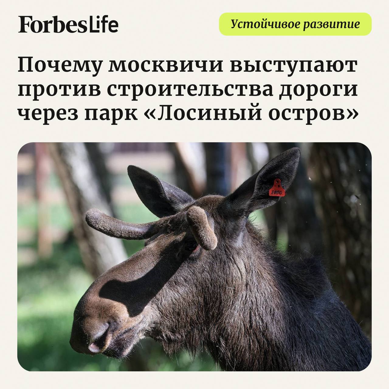 Спор вокруг крупнейшего лесного массива в столичном регионе — национального парка «Лосиный остров» — тянется с 2023 года. Чиновники предлагают проложить там дорогу, которая должна избавить жителей городов-спутников Москвы от многочасовых пробок. Но у этой идеи есть много противников, которые утверждают, что прокладка трассы нарушает законы и вредит экологии. Forbes разобрался в аргументах обеих сторон и рассказывает, что происходит на территории парка прямо сейчас.