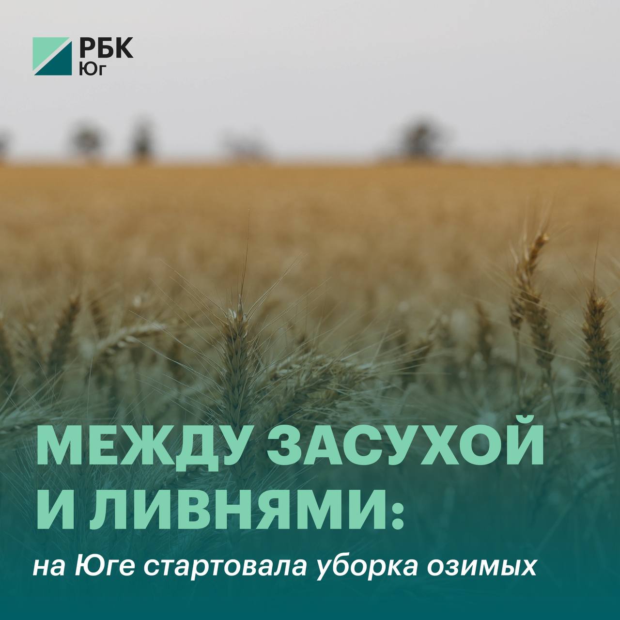 Между засухой и ливнями: на Юге стартовала уборка озимых На юге России стартовала уборка озимых, и погодные контрасты — от засухи до ливней — заметно повлияли на ситуацию в регионах. Участники рынка в унисон говорят о снижении доходности по отношению к предыдущему году. Какой урожай ждут фермеры Что будет с прибылью Рассказываем в материале. #АПК