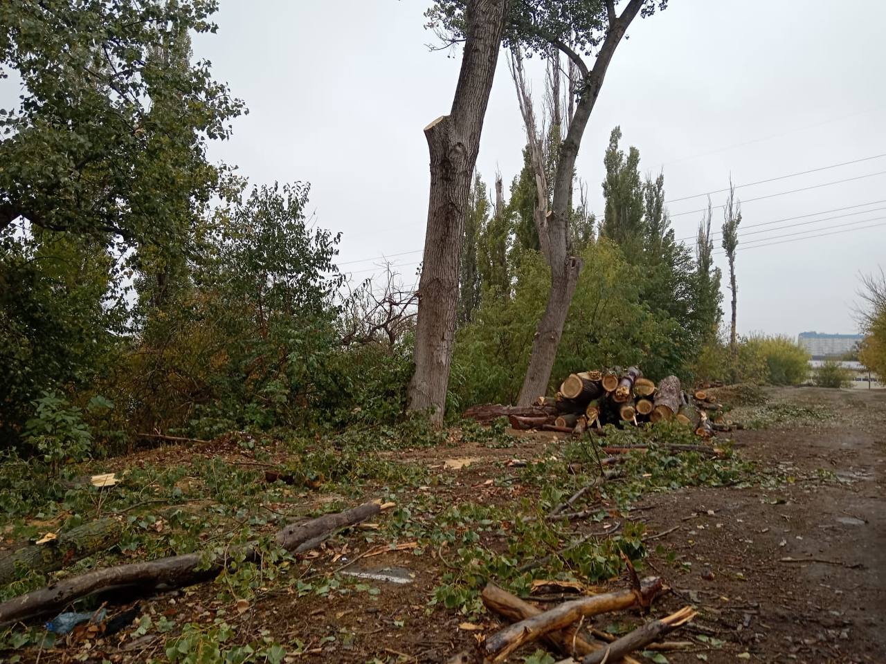 В Западном округе продолжаются работы по валке аварийных деревьев  Сотрудники отдела коммунального хозяйства администрации округа провели работы по валке аварийных деревьев и обрезке ветвей по улицам:   улица 70 лет Октября   улица Рашпилевская   улица Минская    3-я линия Нефтяников.   Ликвидируются деревья, представляющие опасность для прохожих и транспортных средств, а также ветки, которые могут повредить здания или линии электропередач.  Администрация просит жителей округа с пониманием отнестись к проводимым мероприятиям и соблюдать правила безопасности в местах проведения работ.