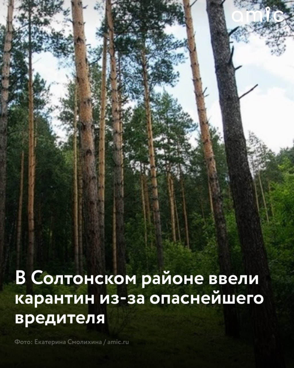 В Солтонском районе установили карантинную зону площадью 12 400 га после выявления очага опасного вируса Как пишет "Банкфакс" со ссылкой на Россельхознадзор, карантин уссурийского полиграфа необходим для локализации очага и исключения распространения карантинного объекта. Собственникам и пользователям участков, расположенных в пределах карантинной зоны, нужно соблюдать ограничения по перемещению лесоматериалов за пределы установленных границ. "Вывоз подкарантинной продукции растительного происхождения возможен только после проведения карантинного фитосанитарного контроля", – отмечается в материале. Уссурийский полиграф – это опаснейший вредитель пихты, кедра, ели, лиственницы и тсуги. Он относится к агрессивным стволовым вредителям, то есть может заселять не только ослабленные и погибающие насаждения, но и внешне здоровые деревья. Насекомое способно вызывать гибель целых лесных массивов, причиняя огромный вред лесному хозяйству.