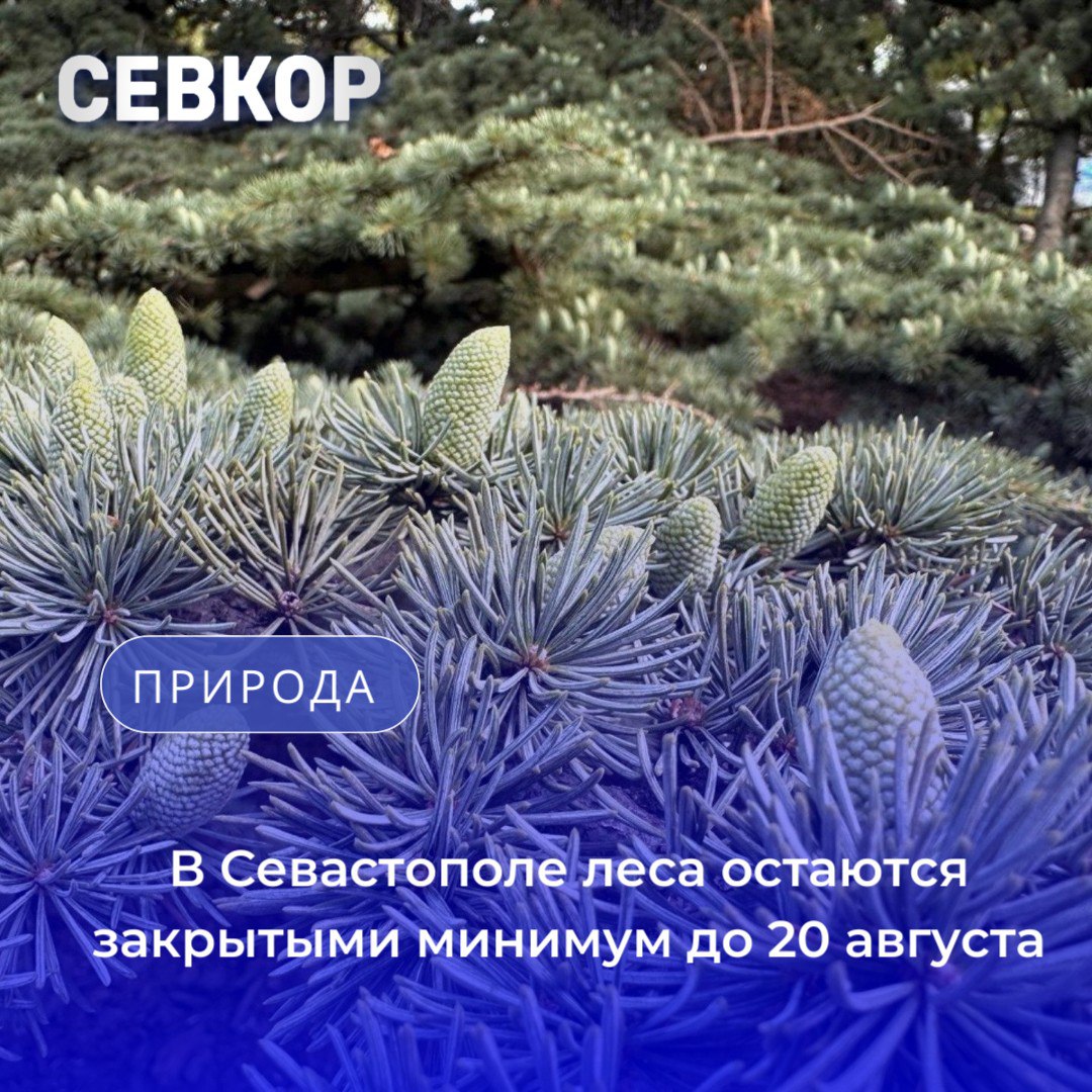 В Севастополе леса остаются закрытыми минимум до 20 августа  Такое решение подтвердили на аппаратном совещании правительства. Запрет показал свою эффективность для сохранения природы и безопасности людей.  Севприроднадзор ежедневно мониторит погодные условия и ближе к 20 августа примет решение о дальнейших мерах. В режиме готовности работают 40 лесопожарных работников, 22 единицы техники и более 300 единиц оборудования.  Для профилактики пожаров реконструированы 25 км лесных дорог, проложено 59 км минерализованных полос и 17 км противопожарных разрывов, очищены 127 га прилегающих территорий. Установлено 90 информационных знаков о пожарной безопасности, продолжается патрулирование лесов.  Запрещено разводить костры, использовать мангалы и пиротехнику, въезд личного транспорта и выжигание травы. Отдых разрешён только в оборудованных зонах: «Торопова Дача», урочище «Аязьма», «Турецкая поляна», пляжи «Золотой», «Ближний», «Дельфин», «Алсу», «Парк 35-летия Победы» и участок Большой севастопольской тропы от Балаклавы до «Аязьмы».   Читайте Севкор