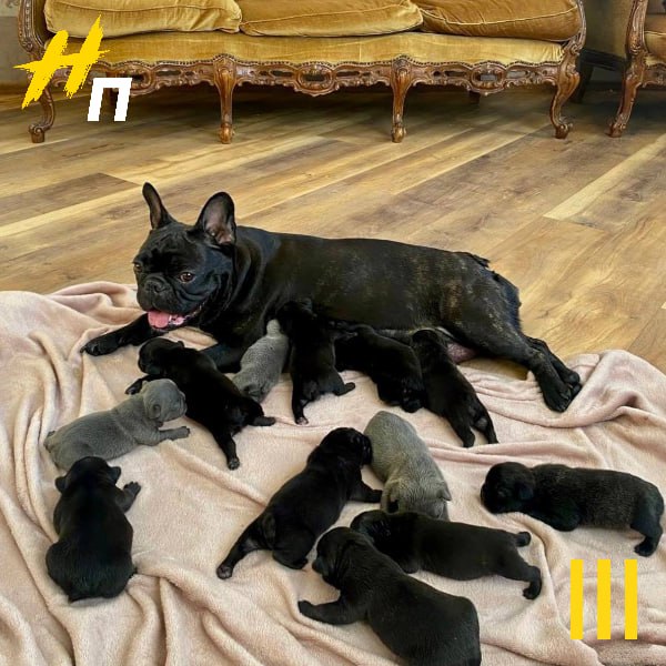 Собака из Петербурга попала в Книгу рекордов Французский бульдог по имени Клеопатра официально внесена в Книгу рекордов России Наша героиня стала счастливой мамой целых 12 очаровательных щенков Обычно у этой породы рождается от 3 до 5 малышей так что это поистине уникальное и знаменательное событие поздравляем Клеопатру с материнским подвигом Новый Петербург в МАХ