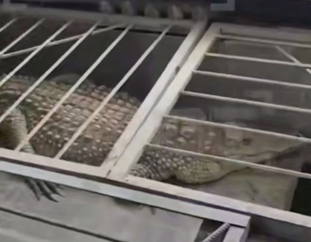 Прокуратура узнает хорошо ли крокодилу в обнинской редакции   kaluganews ru fn 1752569 html Прокуратура начнет проверку из за сообщений в СМИ о содержащемся в плохих условиях в редакции обнинского телеканала крокодиле   Прислать новость Подписаться