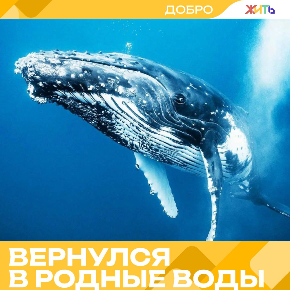 Кит Станислав вернулся к берегам Заполярья  Год назад он боролся за жизнь, а теперь вновь плещется у родных берегов. В Баренцево море вернулся горбатый кит по имени Станислав — тот самый, которого спасали из рыболовных сетей у Териберки.  В июне 2024-го он запутался в снастях и получил травмы: не мог открыть пасть, был ослаблен и ранен. На помощь пришли специалисты из Мурманской области и с Сахалина. Операция длилась неделю — всё это время рядом с ним дежурили люди, которые сделали невозможное.  Сейчас Станислав снова в Мурманской области. Учёные, наблюдающие за ним, говорят, что он бодрый, активный и полностью восстановился.    — спасибо спасателям     Самый добрый проект страны