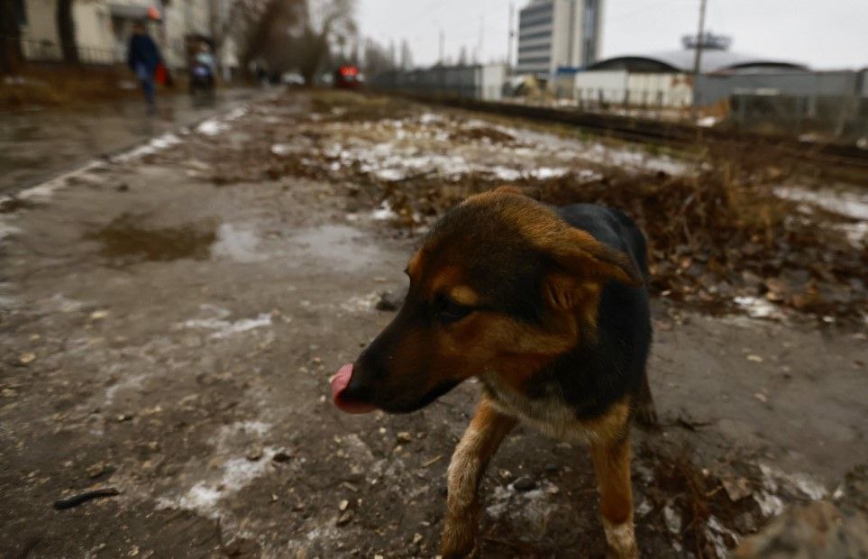 На содержание уличных собак в приютах Казани выделят 40 6 миллиона рублей В сумму входит отлов и стерилизация животных 10 дневное содержание в приютах а также возврат собаки хозяевам в случае если они имеются Средства направят в следующем году   Вечерка в MAX в Telegram