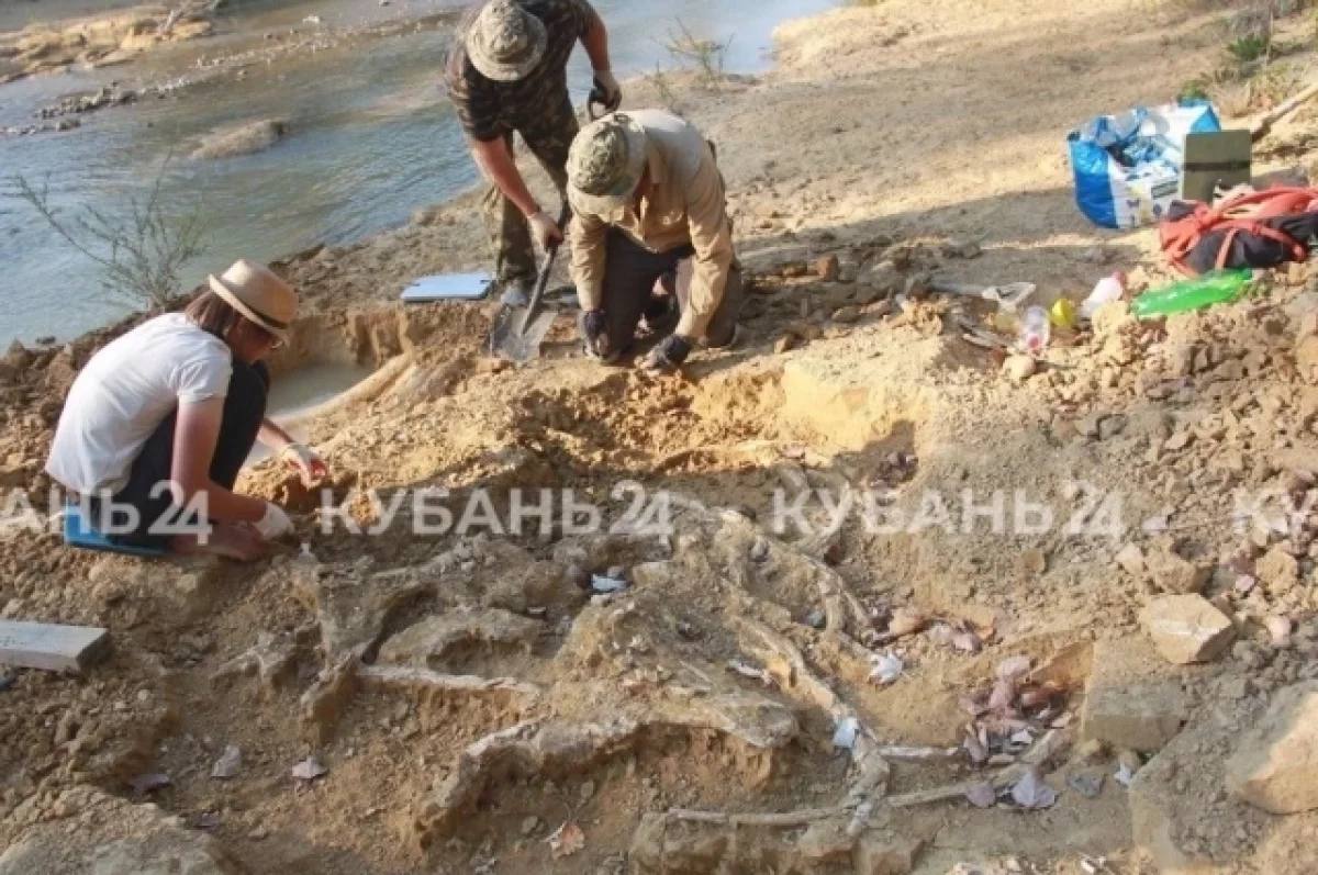В Краснодарском крае нашли останки редкого шерстистого мамонта Палеонтологи из Ростова нашли кости таза мамонта части позвоночника и бивни Кроме того рядом также откопали кость древнего хищника Подписаться на АиФ Юг