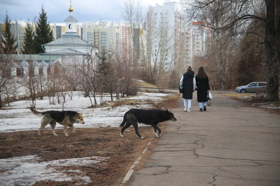 20 ноября депутаты краевого ЗС рассмотрят законопроект об обращении с безнадзорными животными который позволит умерщвлять бродячих псов Эвтаназия предписывается животному при выявлении у него немотивированной агрессии неизлечимого или особо опасного заболевания а также травм несовместимых с жизнью Провести процедуру должны будут не позднее чем на следующий день Неагрессивных бездомных собак будут стерилизовать маркировать и выпускать обратно Если закон примут он начнет действовать с 1 марта 2026 года Это Борус Люди