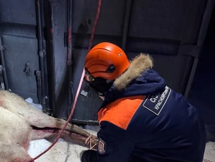 В Красноярске спасатели защитили марала от бродячих собак Вечером 22 февраля на улице Базайской стая собак напала на марала вышедшего из заповедника Столбы Сигнал о происшествии поступил спасателям от Центра охраны диких животных Сотрудники КГКУ Спасатель отловили ослабленное животное и передали его специалистам для ветеринарного осмотра и лечения Сейчас жизни марала ничего не угрожает Это не первый случай нападения бродячих собак на диких животных в районе нацпарка Ранее власти региона обещали усилить меры по решению проблемы с безнадзорными животными prmira news