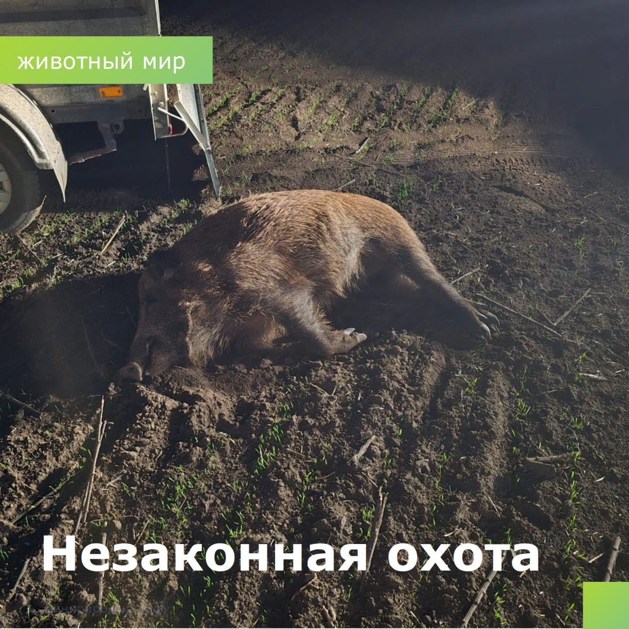 Незаконная охота В Семикаракорском районе задержан нарушитель осуществлявший охоту с охотничьим огнестрельным оружием с использованием тепловизора Было добыто 8 особей дикого кабана 6 самок и 2 самца без разрешения на добычу охотничьих ресурсов и путевки Это является нарушением Размер ущерба причинённого объектам животного мира составил 1 080 000 рублей Собранные материалы переданы в правоохранительные органы для возбуждения уголовного дела по ст 258 УК РФ Незаконная охота Важная информация для охотников На территории Ростовской области охота на кабана в настоящее время разрешена Однако для законной добычи кабана в закреплённых охотничьих угодьях обязательно необходимо иметь при себе разрешение на добычу копытных животных и путёвку Незаконная охота не только наносит непоправимый ущерб природе но и влечёт за собой административную или уголовную ответственность обязанность возместить причинённый ущерб минприродыРО РостовскаяОбласть Охота