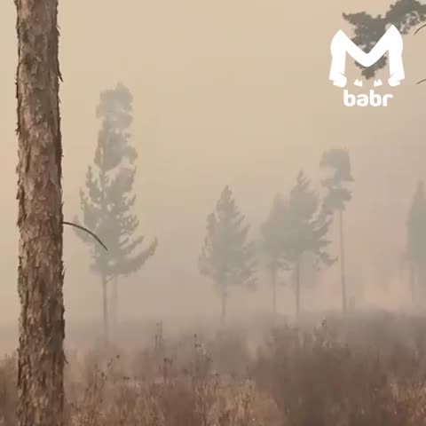Добровольцы и местные жители объединяются для борьбы с пожаром в Смоленке