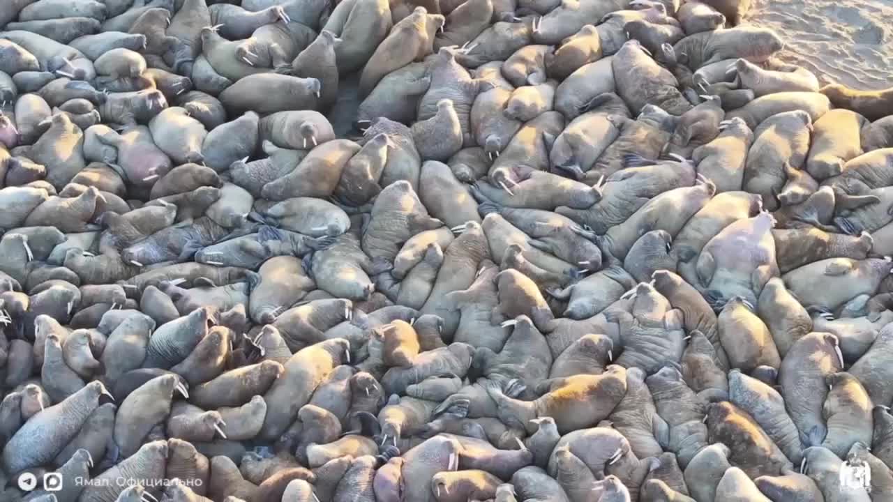 Ученые Ямала завершили наблюдения за уникальным лежбищем атлантических моржей