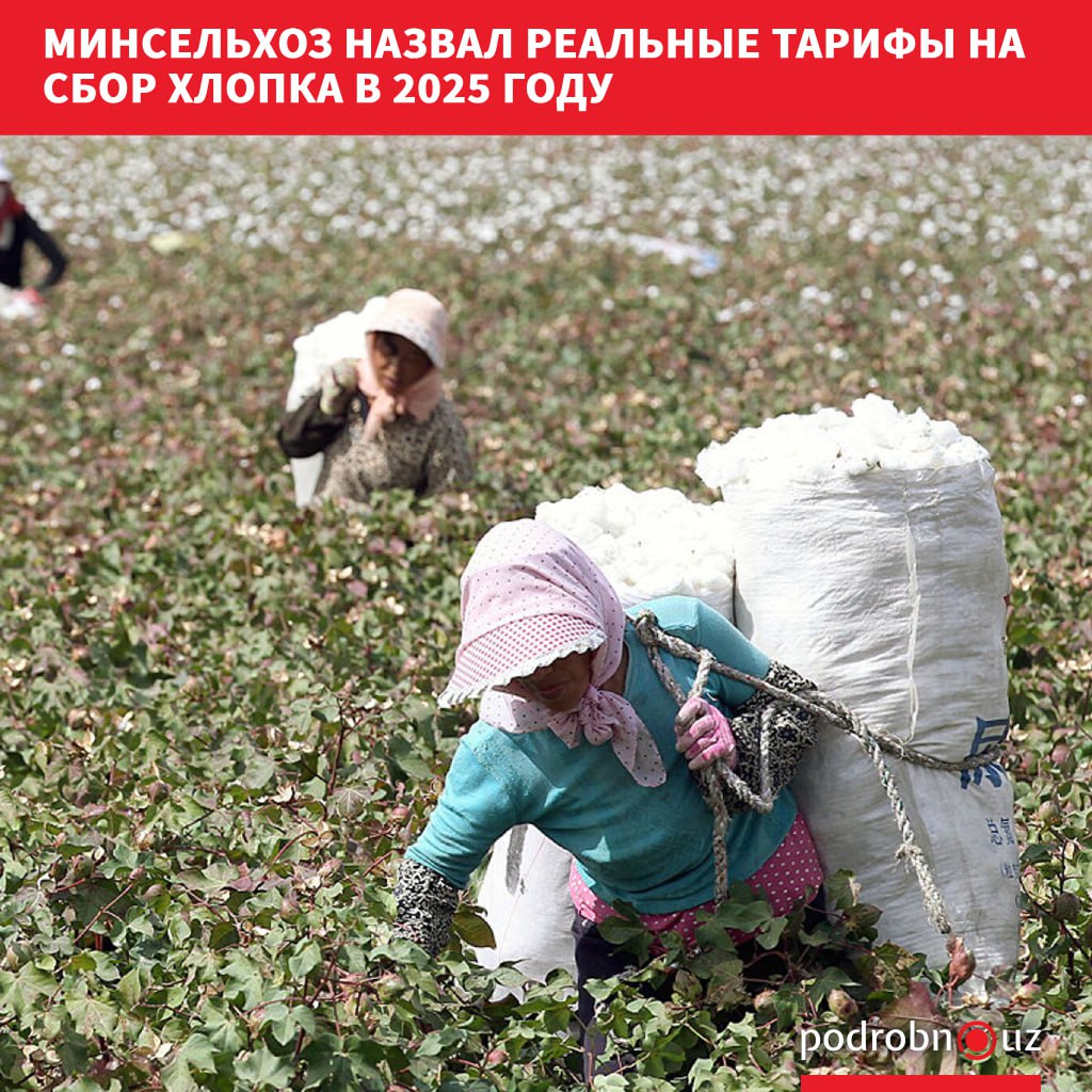 Министерство сельского хозяйства опровергло появившиеся в социальных сетях сообщения о том что стоимость сбора хлопка в этом году составит 1 800 сумов за килограмм В ведомстве подчеркнули что подобная информация не соответствует действительности и не подтверждена официальными документами podrobno uz cat economic minselkhoz nazval realnye tarify na sbor khlopka v 2025 godu Telegram Instagram Facebook Читать на узбекском