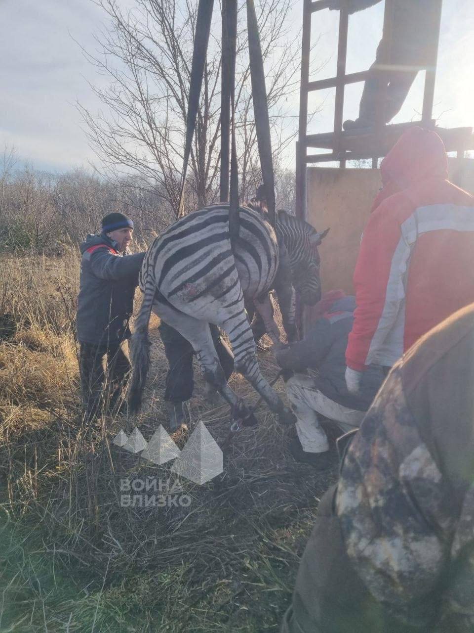 Одна зебра выжила после пожара  В зоопарке на хуторе Чумаки в Белгородской области, где погибли шесть зебр, одно животное смогло спастись.   Зебру заметили на дороге и поймали.