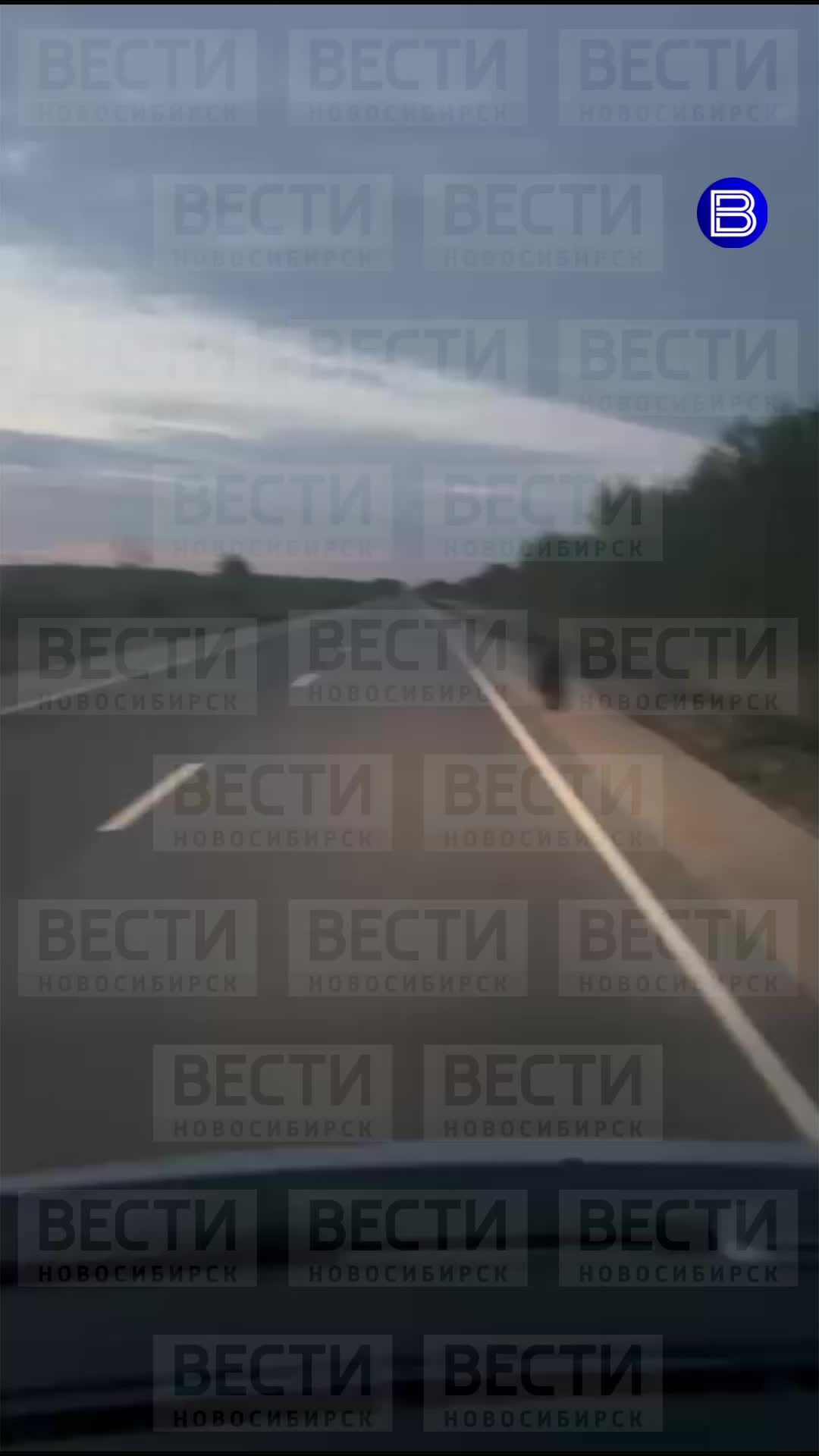 Медведь бродит по улицам Восточного: власти продолжают поиски