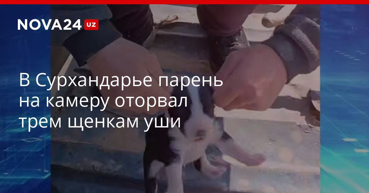 В Сурхандарье парень на камеру оторвал трем щенкам уши Живодеру дали всего десять суток ареста nova24 uz 322051 YouTube Instagram Telegram