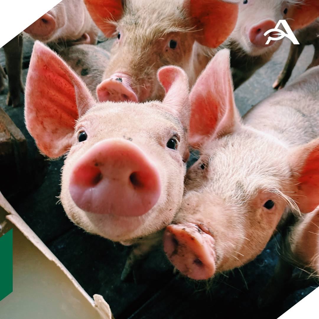 Производство скота и птицы в России выросло в октябре За это время объем составил 1 207 млн тонн это на 0 7 больше чем в октябре 2024 года сообщил Росстат Положительную динамику показало производство на убой свиней и птицы 521 2 тыс тонн и 584 7 тыс тонн плюс 1 5 и 0 7 отрицательную крупного рогатого скота 95 4 тыс тонн минус 2 8 а также овец и коз минус 17 2 3 7 тыс тонн Растет выпуск куриных яиц их в октябре 2025 года было выпущено 3 537 млрд штук на 7 3 больше чем в октябре 2024 года Надои в октябре тоже больше валовый показатель вырос на 5 6 до 1 757 млн тонн agroexpert Наши каналы