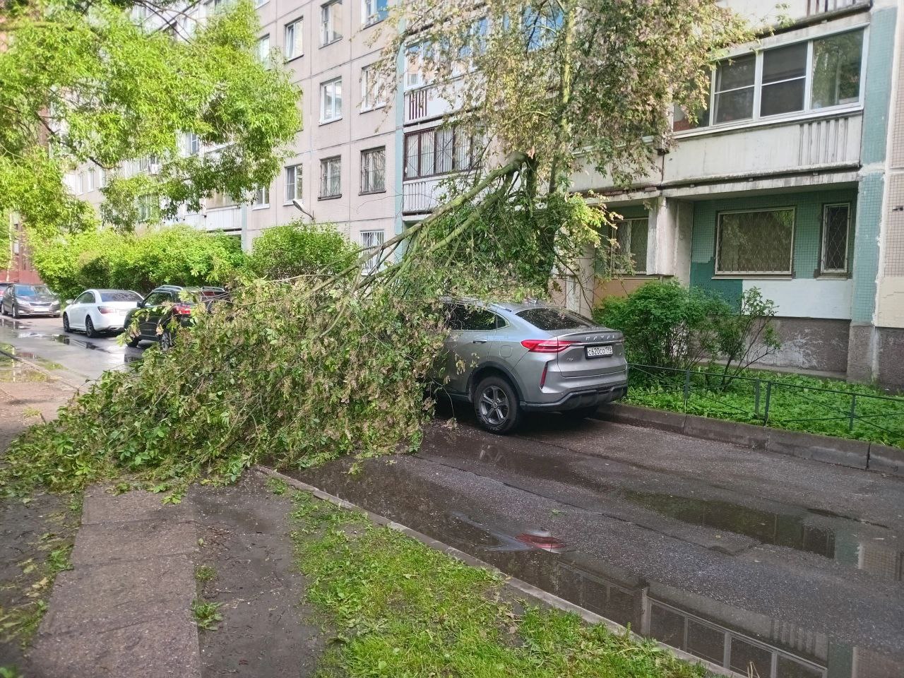 Иллюстрация слова «обошлось» на Ленской улице: дерево упало на машину, но деликатно Судя по фото, автомобиль не получил серьёзных повреждений. Кузов задели лишь тонкие ветки — ствол удержался в воздухе. Мегаполис Подписаться Прислать новость