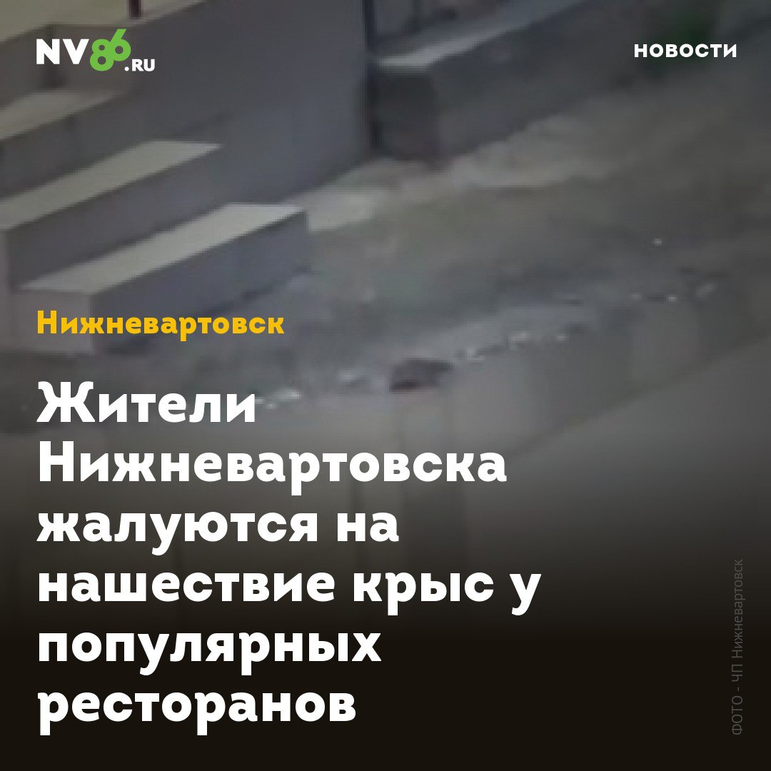 Жители Нижневартовска жалуются на нашествие крыс у популярных ресторанов Жители Нижневартовска ХМАО жалуются на нашествие крыс и мышей у ресторанов и цветочных магазинов. Тревожный пост опубликовали в соцсетях вартовчане, живущие на улице Мира. Жители дома на Мира, 27/3 бьют тревогу из-за массового появления крыс и мышей. По словам местных жителей, грызуны бегают по детской площадке рядом комплексом, где расположена пиццерия и ресторан грузинской кухни. «У нас в районе Мира, 27 корп 3 с одной стороны Додо пицца, с другой Чучвара и магазин Цветы. Какое-то нашествие мышей и крыс. Они просто пешком ходят, бегают по детской площадке», - пишет автор публикации. Ранее NV86 сообщал, что в этом году в Нижневартовске от крыс и грызунов обработают 177,5 га. Дератизацию проводят по периметру - исключительно весной и осенью. На данный момент выполнен первый этап барьерной дератизации по периметру территории города, сказано в отчете городской мэрии. • vk.com/nv86ru • ok.ru/nv86.ru