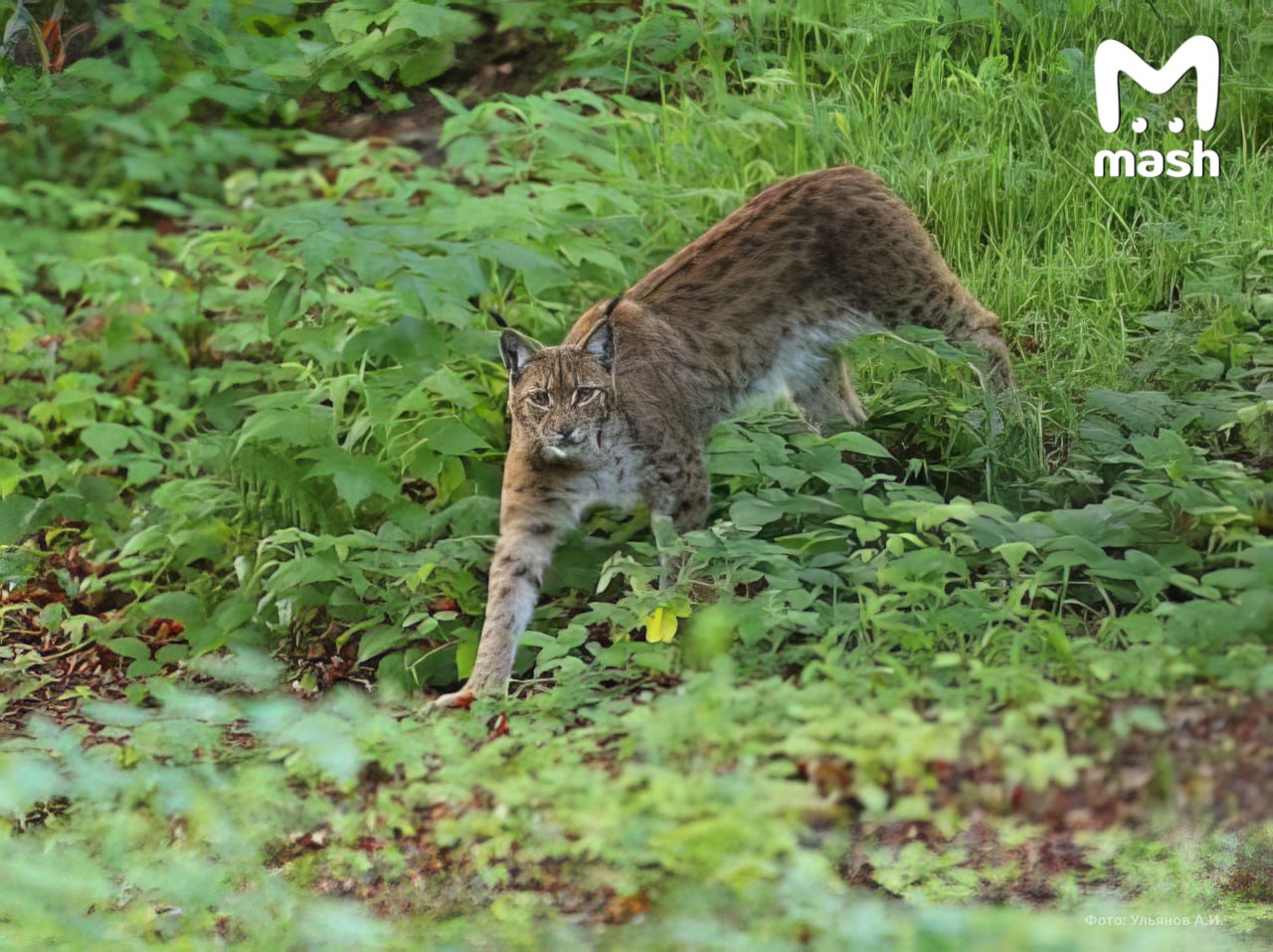 Количество рысей в Подмосковье увеличилось в 2 5 раза до 80 особей От нехватки еды они всё чаще нападают на домашних кошек Больше всего диких кис в Волоколамском Рузском и Дмитровском округах Причина всплеска растущая популяция Краснокнижную рысь нельзя истреблять а в природе у неё почти нет врагов Обычно она охотится на зайцев и мелких зверей когда дичь заканчивается идёт ближе к людям В поисках еды пятнистые выходят к домам и дачным посёлкам где легче поймать кошку или собаку Экологи советуют не отпускать братьев меньших гулять без присмотра и не подкармливать хищников Рост популяции называют успехом природоохранной сферы но теперь важно научиться мирно сосуществовать с видом За убийство рыси предусмотрен штраф до миллиона рублей или тюрьма на срок до пяти лет Подписывайся на Mash