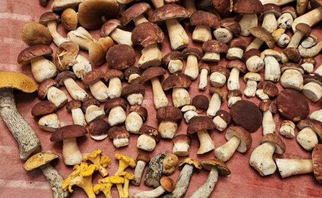 Россию летом и осенью может накрыть настоящий грибной бум Обильные снегопады хорошо напитали почву влагой а тающий снег создаёт запас воды на старт сезона Если в конце апреля и мае будет тепло и пройдут дожди с перерывами условия для роста грибов станут почти идеальными