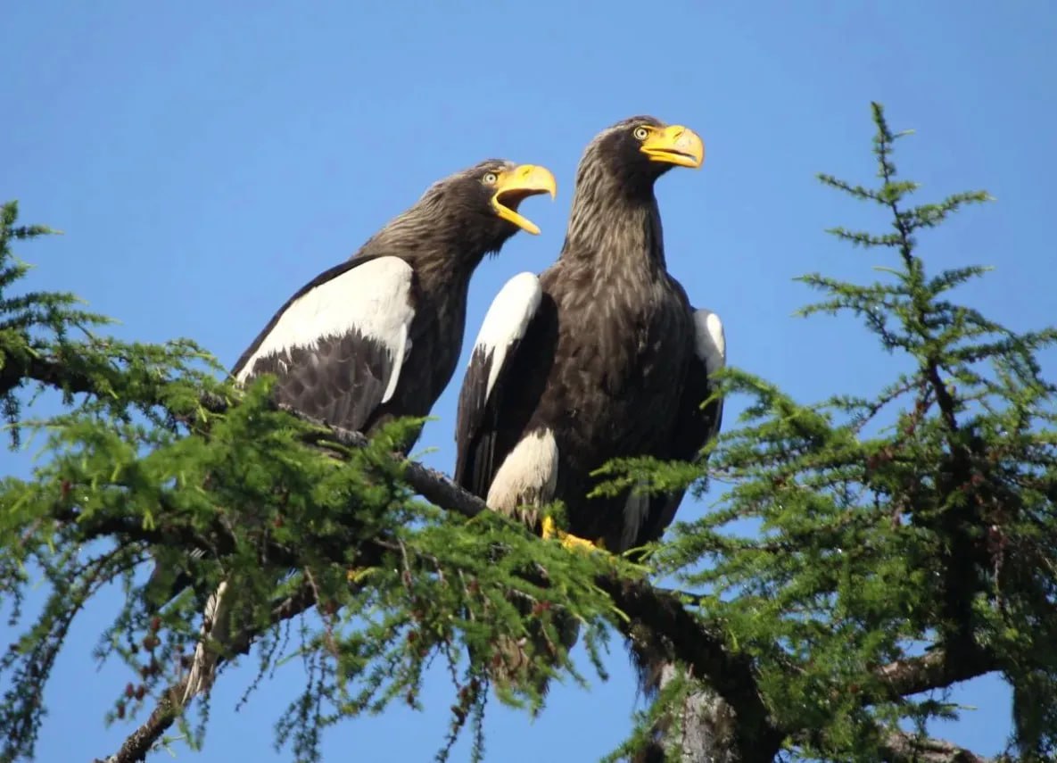 Учёные оценили популяцию белоплечих орланов в Хабаровском крае Ученые заповедника Заповедное Приамурье подвели итоги полевого этапа совместного проекта по изучению и сохранению белоплечего орлана Под сильным крылом Орнитологи отметили благополучное состояние и стабильность численности популяции краснокнижной птицы в заказнике Удыль В ходе экспедиции исследовали окрестности озера Удыль в Ульчском районе Хабаровского края Участки побережья в озерном заливе Карасевый места с наибольшей плотностью гнездования орнитологи обследовали при помощи беспилотных летательных аппаратов Техническое оснащение полевых работ полностью обеспечил Комсомольский НПЗ Орнитологи оценили кормовую базу орланов взяли образцы биоматериалов пернатых сняли записи фотоловушек в результате был получен большой объем данных Обследование наблюдаемых гнезд показало что все они были обитаемыми Исследователям удалось запечатлеть основные этапы периода гнездования птичьих семей прилет с зимовки брачные ритуалы высиживание кладки яиц и появление птенцов Сравнительный анализ результатов мониторинга с наблюдениями прошлых лет подтверждает что численность популяции в заказнике сохраняет стабильность Озеро Удыль остаётся оптимальным местом обитания белоплечего орлана благодаря богатой кормовой базе удаленности от населенных пунктов и туристических маршрутов todaykhv