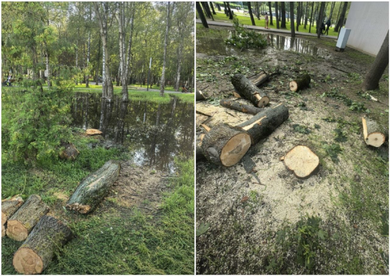 Березам в роще устроили санитарную обрезку В парке аварийные берёзы начали срезать снова.