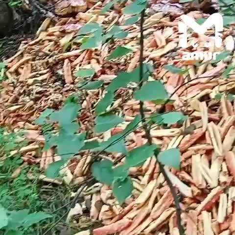 Жители Владивостока наслаждаются грибной охотой, в то время как сахалинец обнаруживает свалку крабовых отходов
