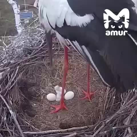В Березовском заказнике вылупились первые птенцы дальневосточных аистов