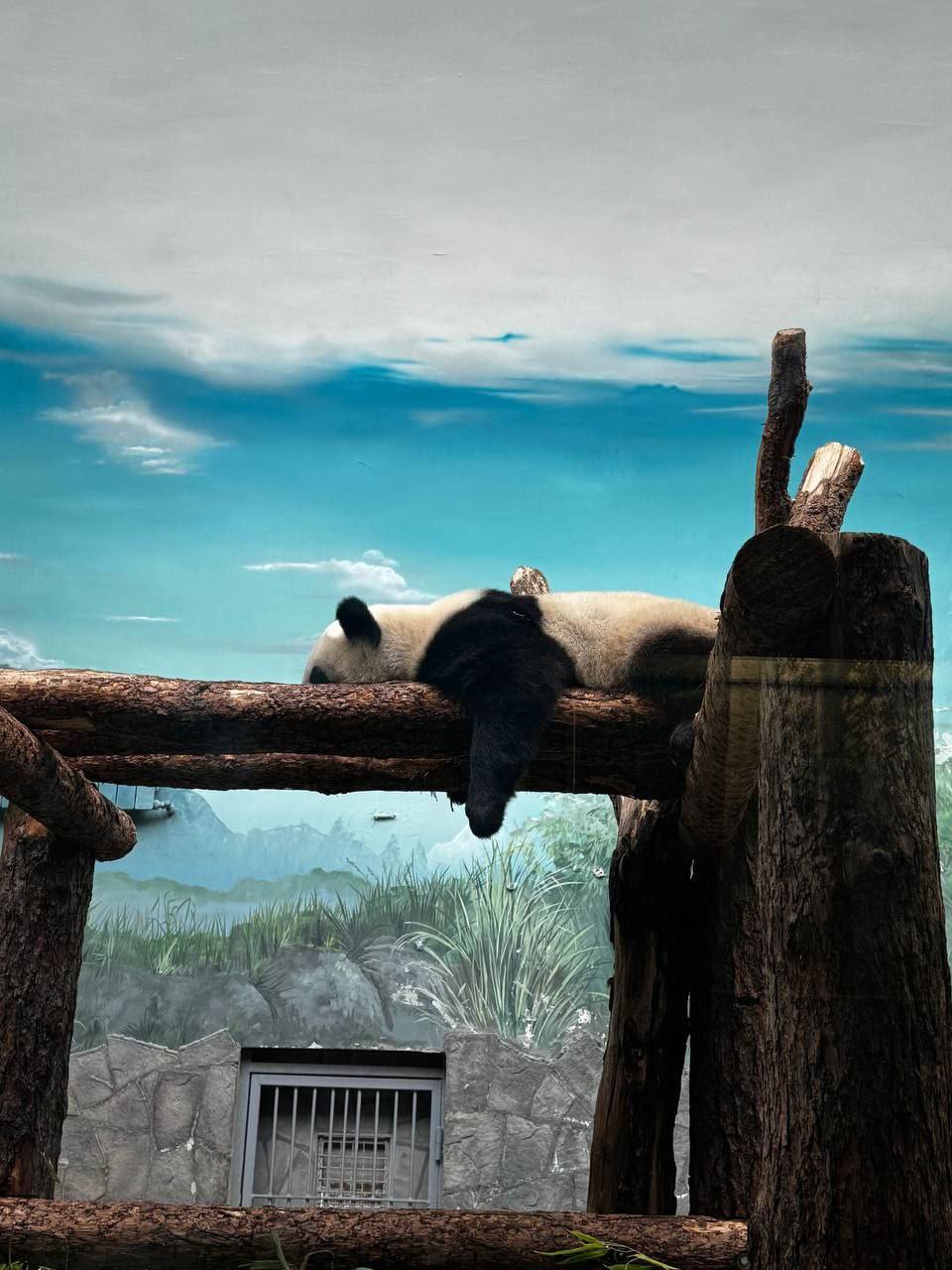 Московский зоопарк переходит на зимний режим работы с 1 ноября Он будет закрываться в 17 00