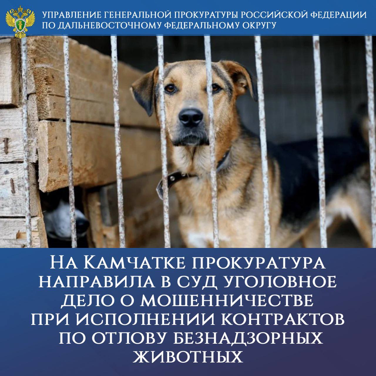 На Камчатке прокуратура направила в суд уголовное дело о мошенничестве при исполнении контрактов по отлову безнадзорных животных В прокуратуре города Петропавловска Камчатского утверждено обвинительное заключение по уголовному делу в отношении двух местных жительниц Они обвиняются по ч 4 ст 159 УК РФ мошенничество совершенное группой лиц по предварительному сговору с использованием служебного положения в особо крупном размере Уголовное дело возбуждено по материалам прокурорской проверки проведенной по обращению поступившему на личном приеме начальника управления Генпрокуратуры России по ДФО Андрея Мондохонова По версии органа расследования 42 летняя обвиняемая являясь волонтером в общественной организации по защите животных разработала преступную схему хищения бюджетных средств для реализации которой привлекла 45 летнюю знакомую ее возглавляющую В 2022 и 2023 годах они составляли ложные акты о количестве отловленных безнадзорных собак представляли их в муниципальное учреждение для фактической оплаты в рамках заключенных контрактов Из почти 1 200 особей 416 выловлены не были От нападений бездомных животных за этот период в краевом центре пострадало порядка 250 местных жителей В результате преступной деятельности из бюджета Камчатского края неправомерно выплачено почти 1 млн 700 тыс рублей В ходе расследования потерпевшей стороной предъявлен гражданский иск о возмещении причиненного ущерба Уголовное дело направлено в Петропавловск Камчатский городской суд для рассмотрения по существу gprfdfo