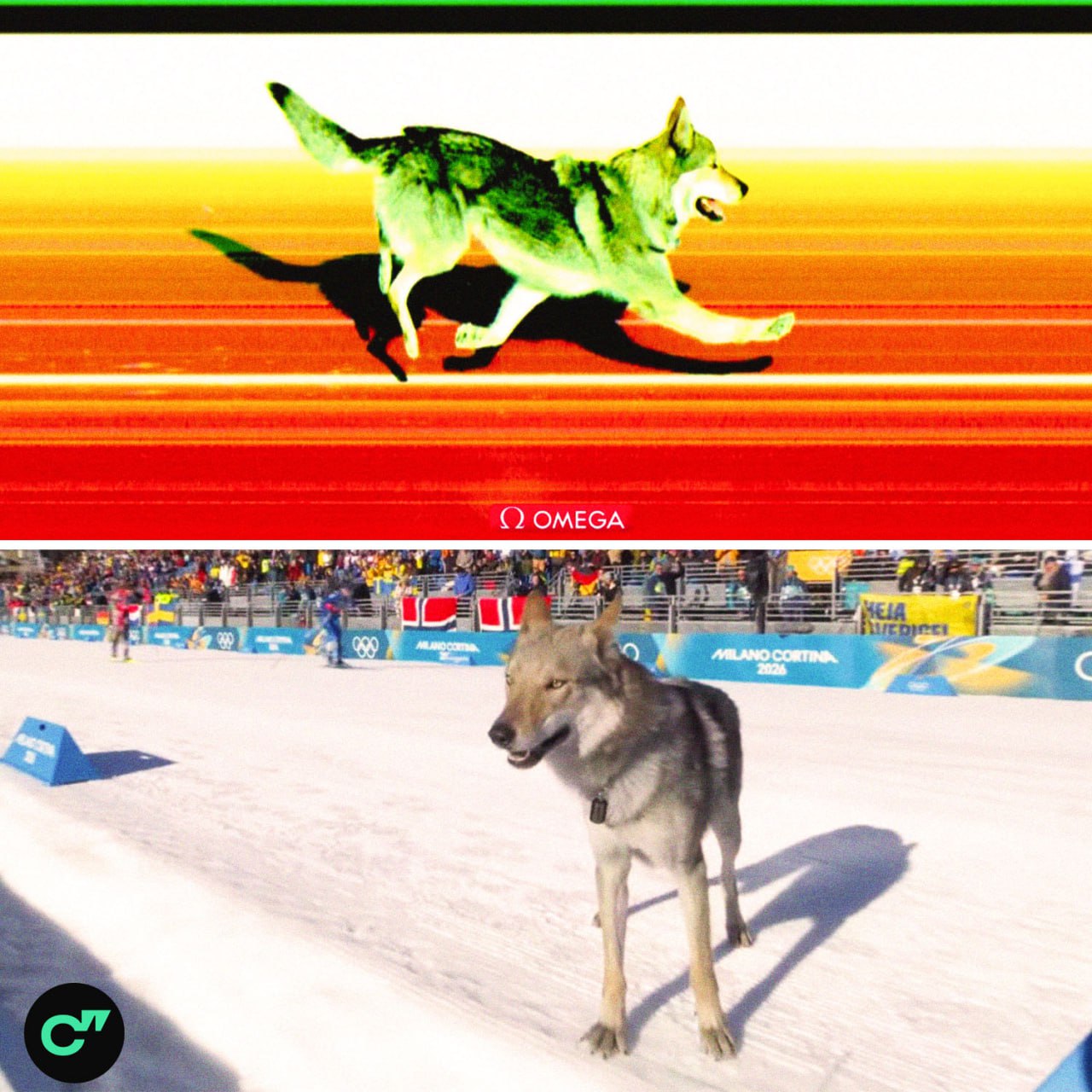 Пес выбежал на трассу женских соревнований по лыжным гонкам и попал в объектив фотофиниша главный спортсмен Олимпиады Подписывайтесь на Биатлон и лыжи